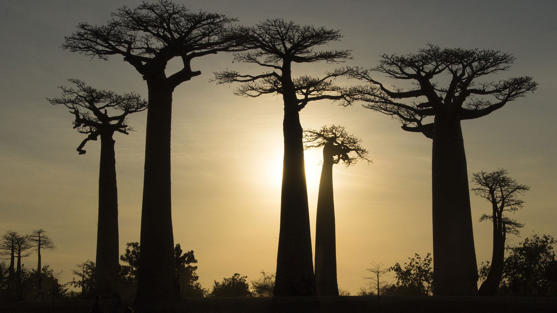 Madagaskarin matka baobab apinan leipa puu