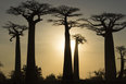 Madagaskarin matka baobab apinan leipa puu