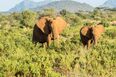 Kenia safari - norsut Samburu