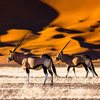 Namibia matkat matkailu luontomatka safari