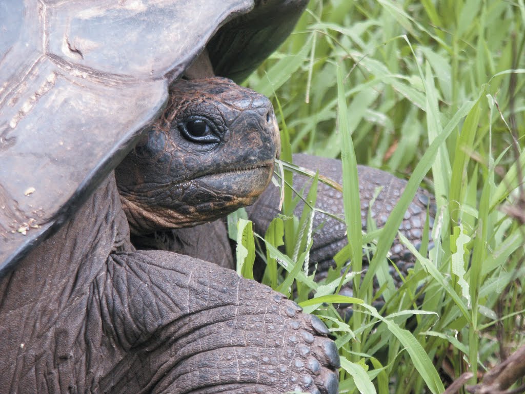 Ecuador ja Galapagos luontomatka - kilpikonna