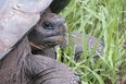 Ecuador ja Galapagos luontomatka - kilpikonna