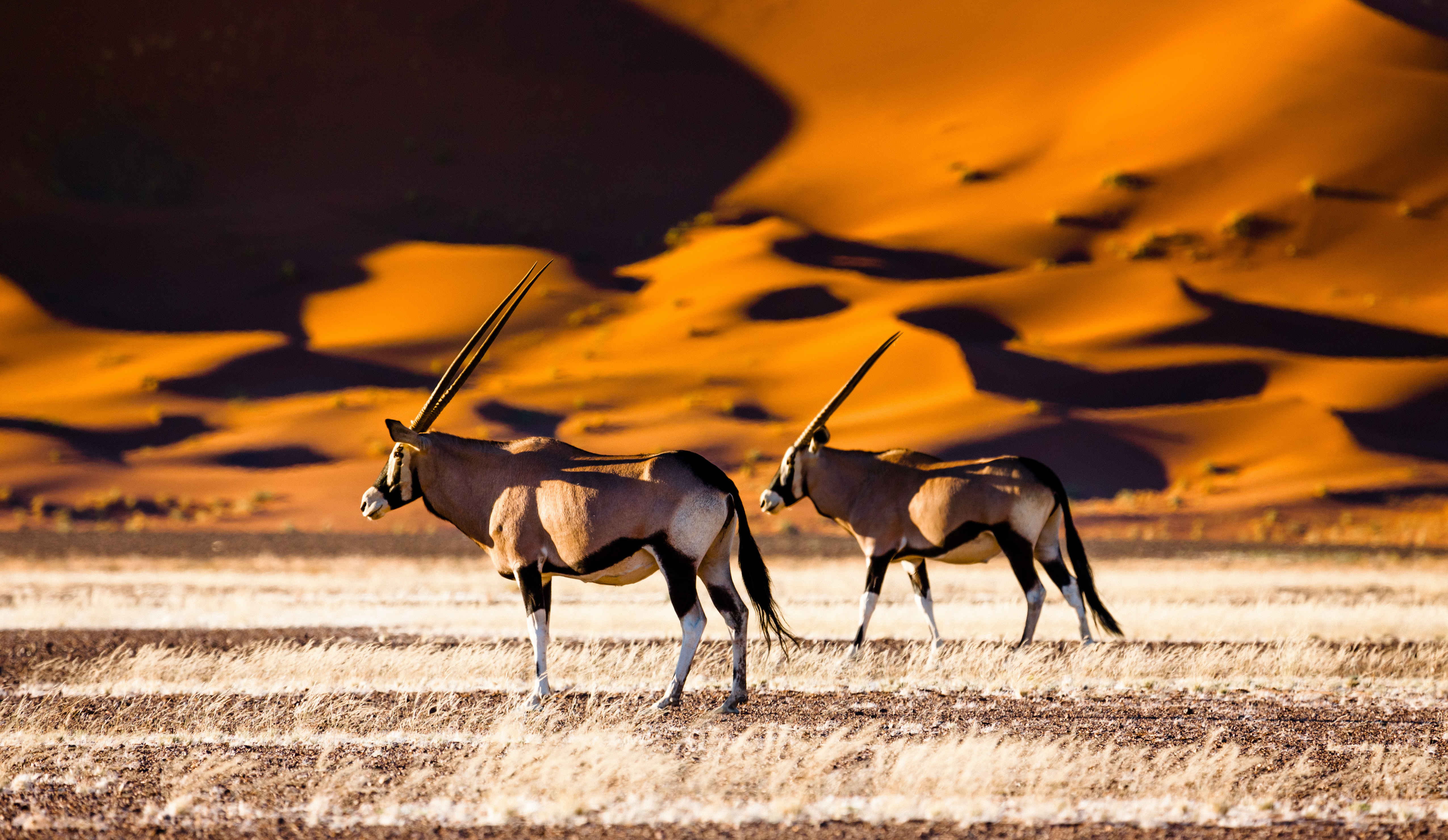 Namibia Afrikka luontomatka