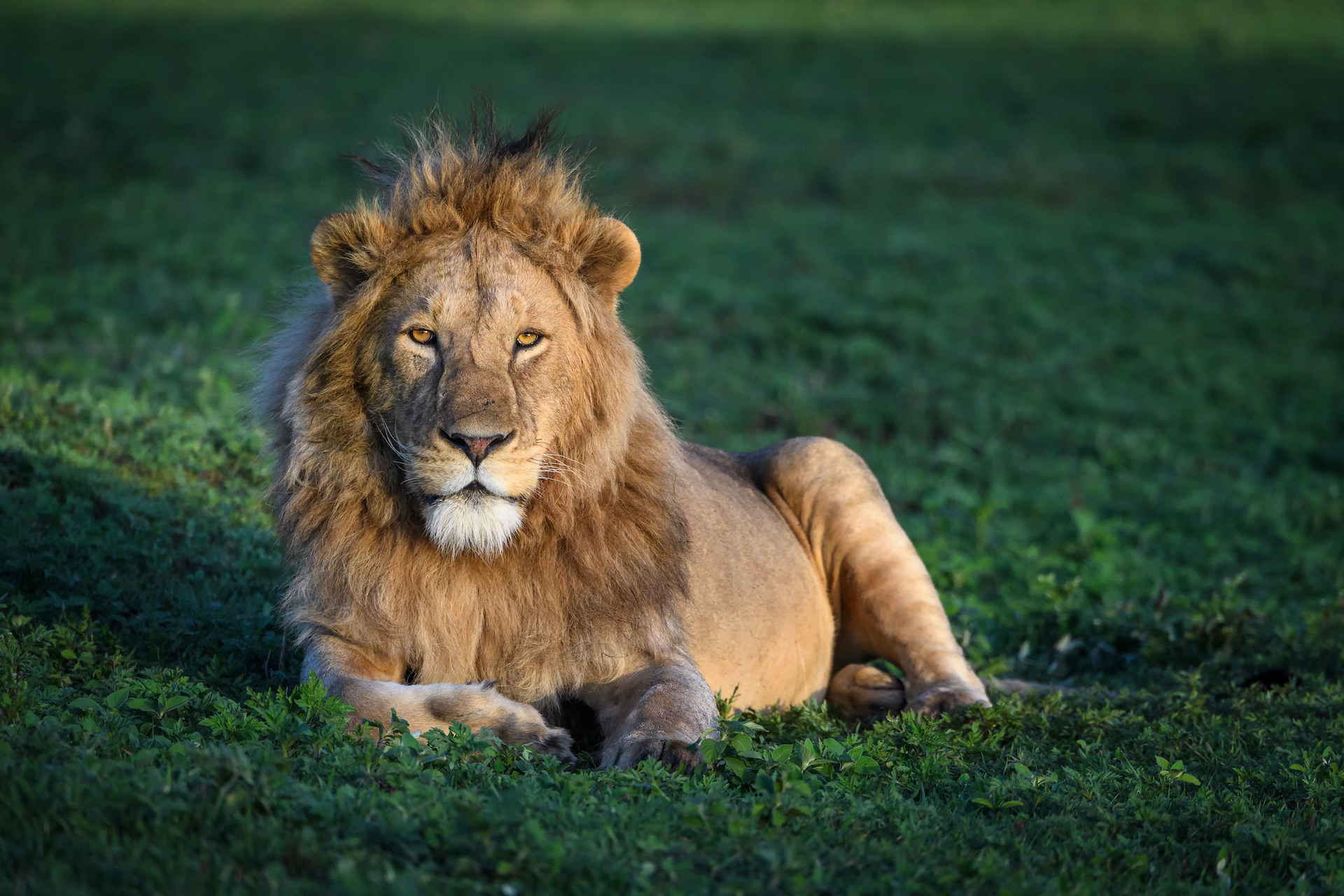 Kilimanjaro vaellus - tansanian safari leijona