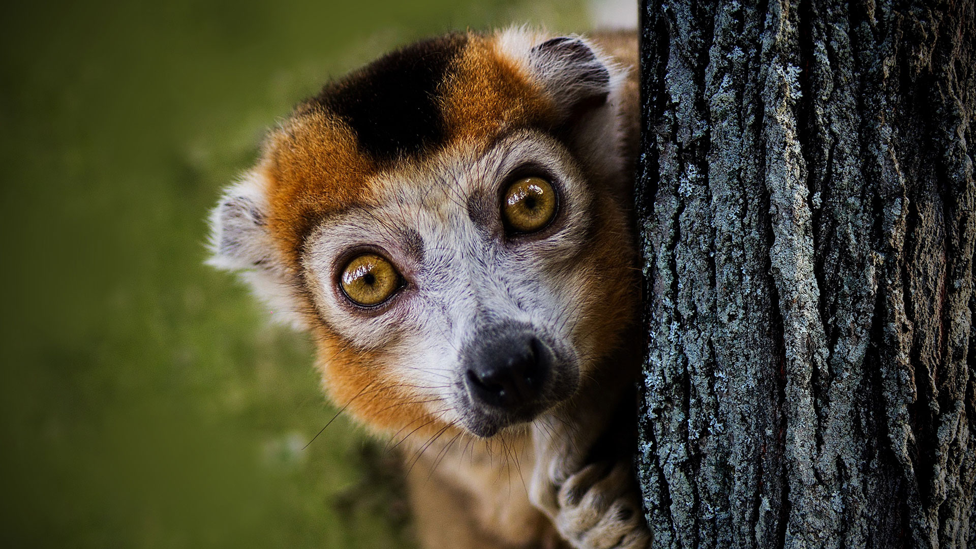 Madagaskarin matka lemur 