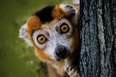 Madagaskarin matka lemur 