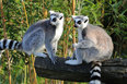 Madagaskarin kiertomatka lemurit 