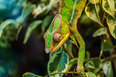Madagaskarin luonto kameleontti