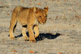 Namibia safari matkat matkailu luontomatka matkapaketti