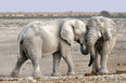 Namibia matkailu matkat  luontomatka safari matkapaketti