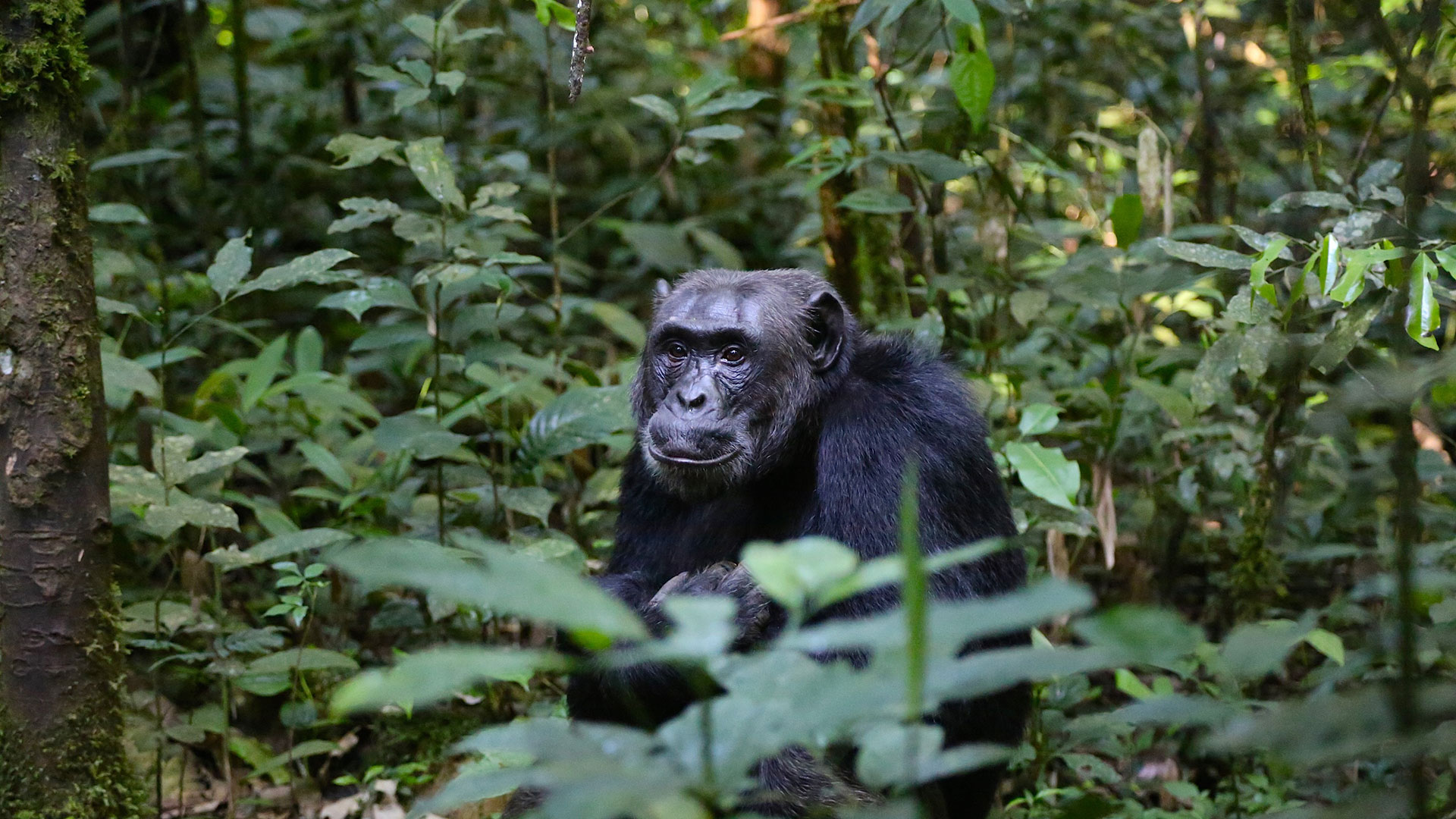 Uganda gorilla 