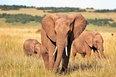 Kenia safari matkapaketit