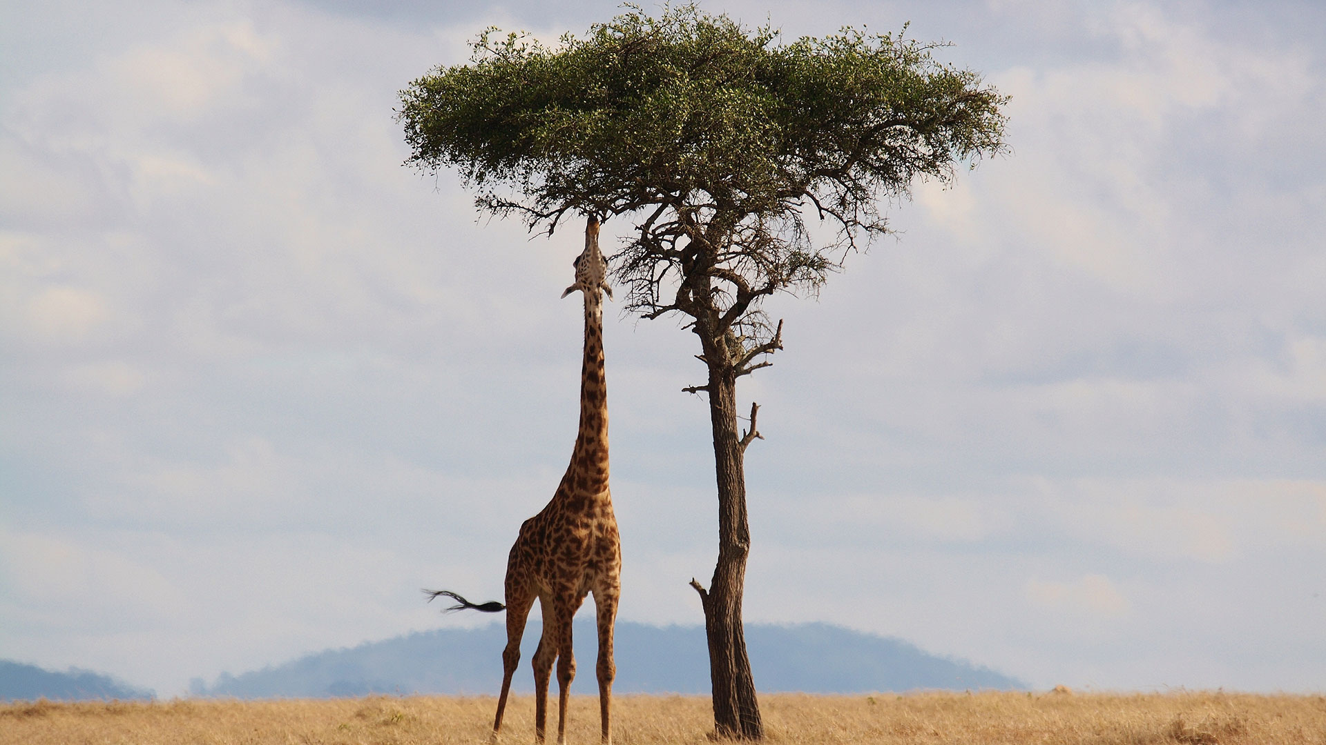Kenia safari lomat