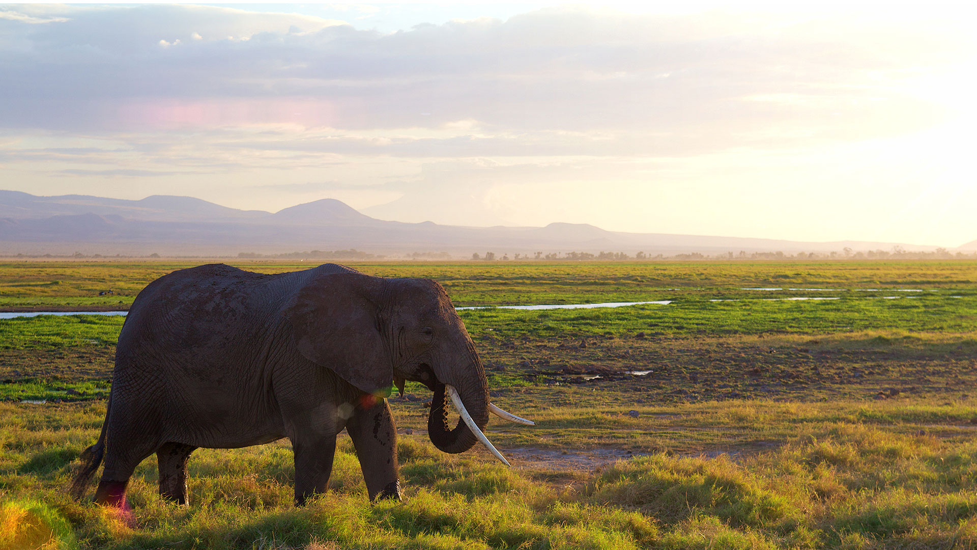 Tansania safari elefantti norsu 