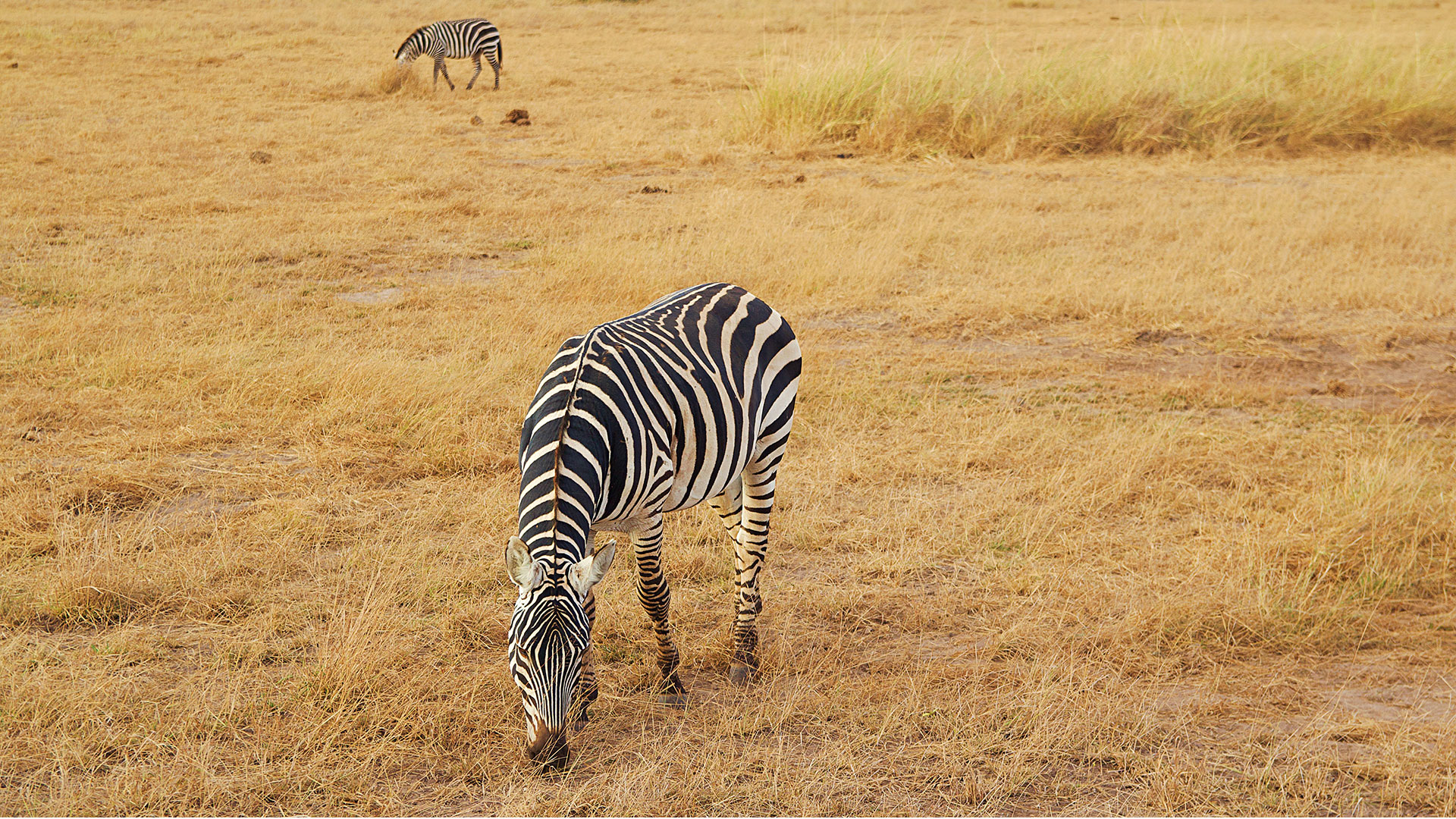 tansania safari seepra