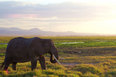 Tansania safarit