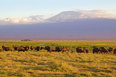 Tansania elefantit ja Kilimanjaro vuori 