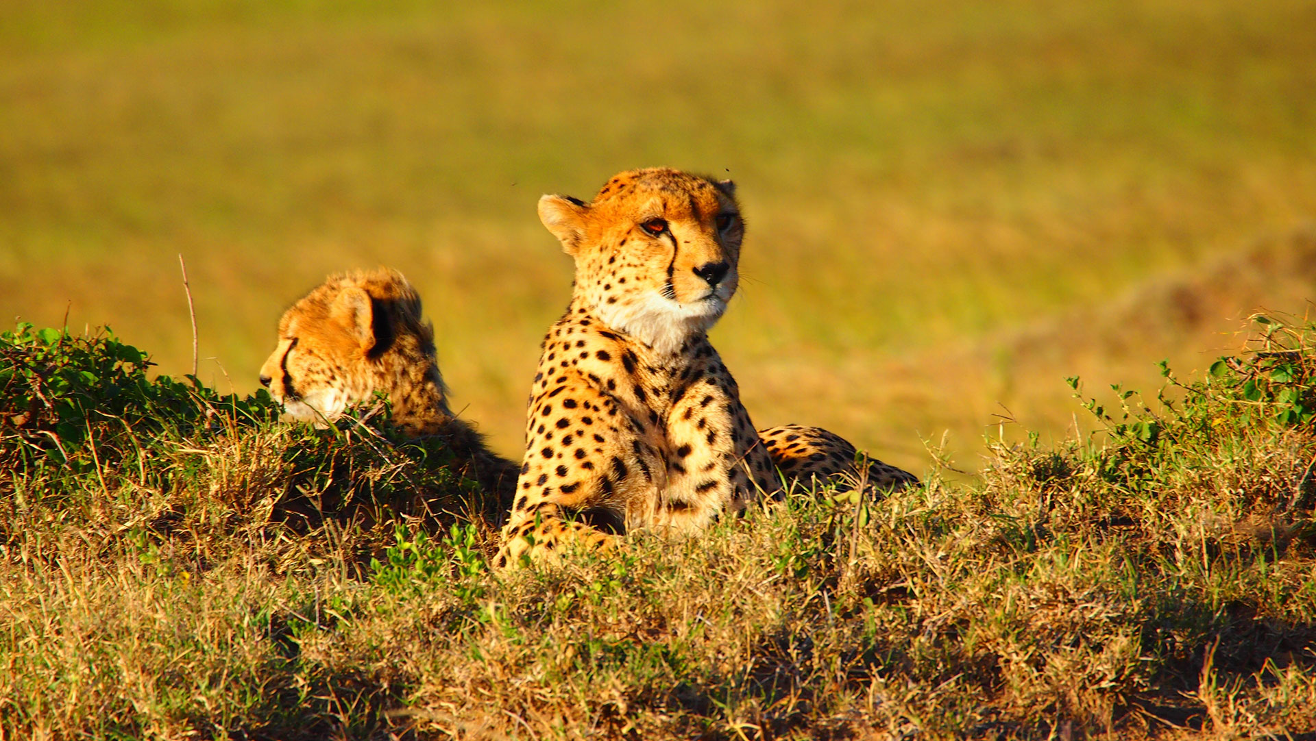 Kenia safari   4 