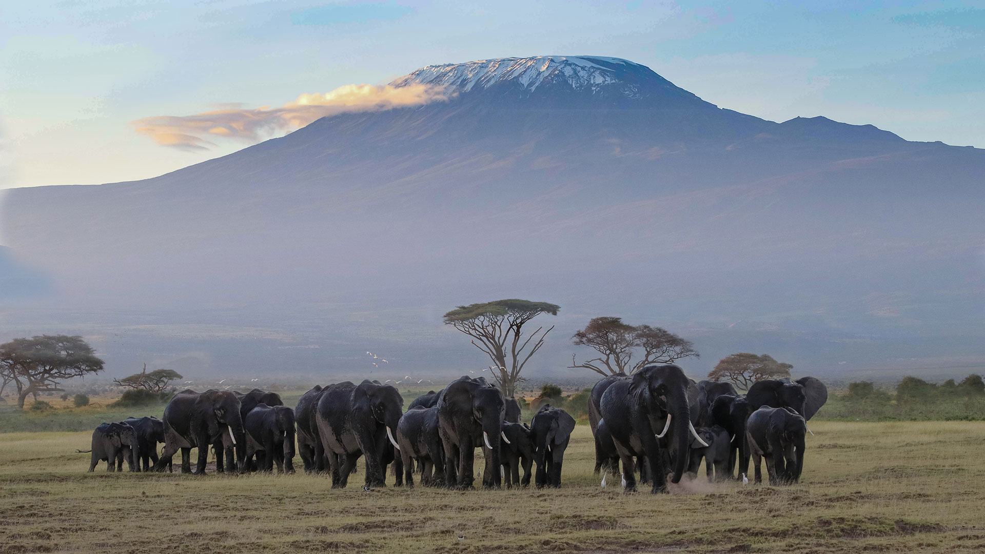 Kenia safari   1 