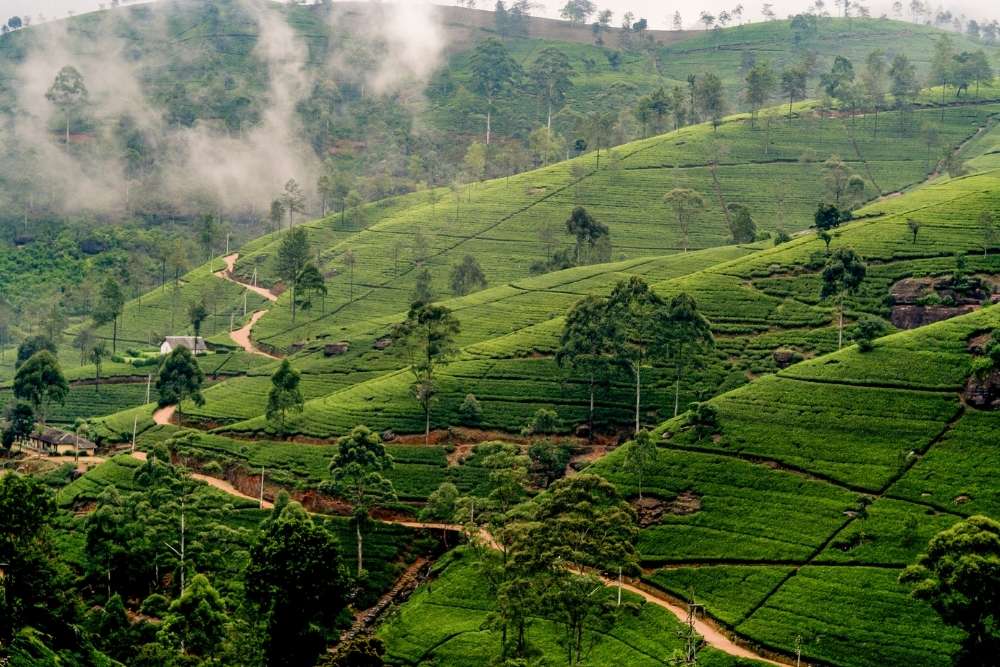 Sri Lankan matkat - tee viljelmiä