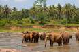 Sri Lankan kiertomatka elefantit 
