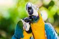 Slider thumb ara parrots 