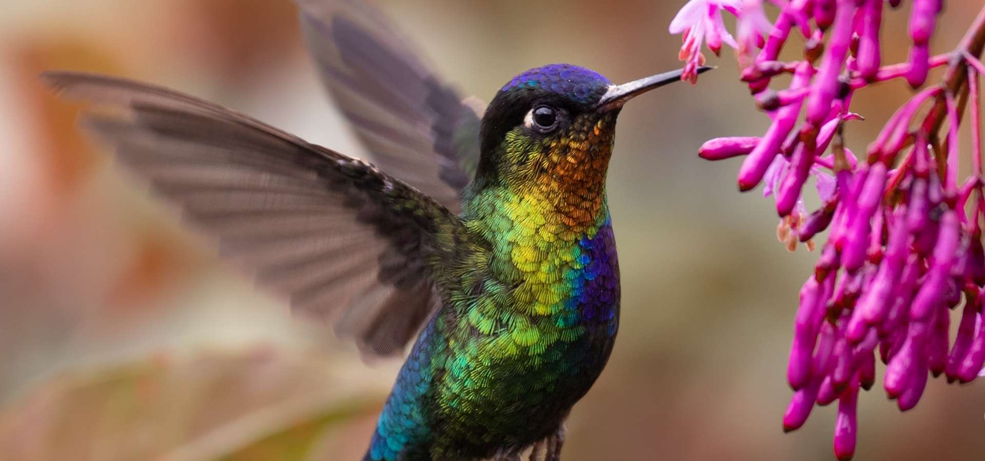Costa Rican matka - kolibri