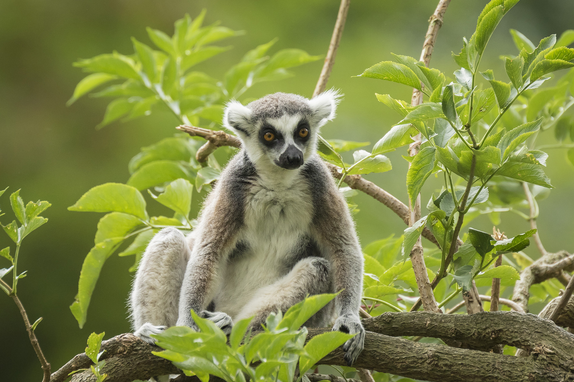 Räätälöity matka - Madagaskarin kiertomatka