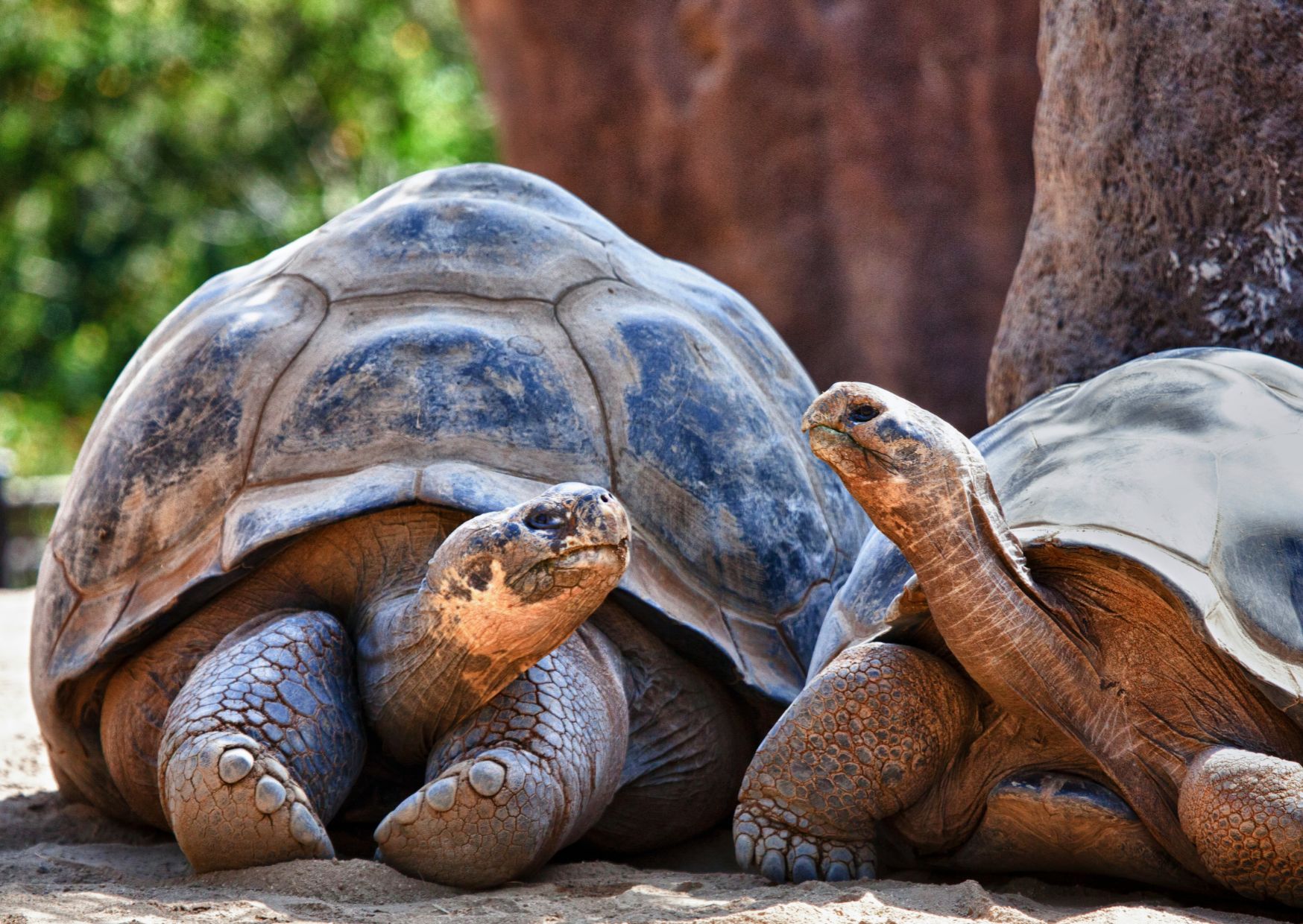 Galapagossaaret luontomatka ja kuvaus - kilpikonnat