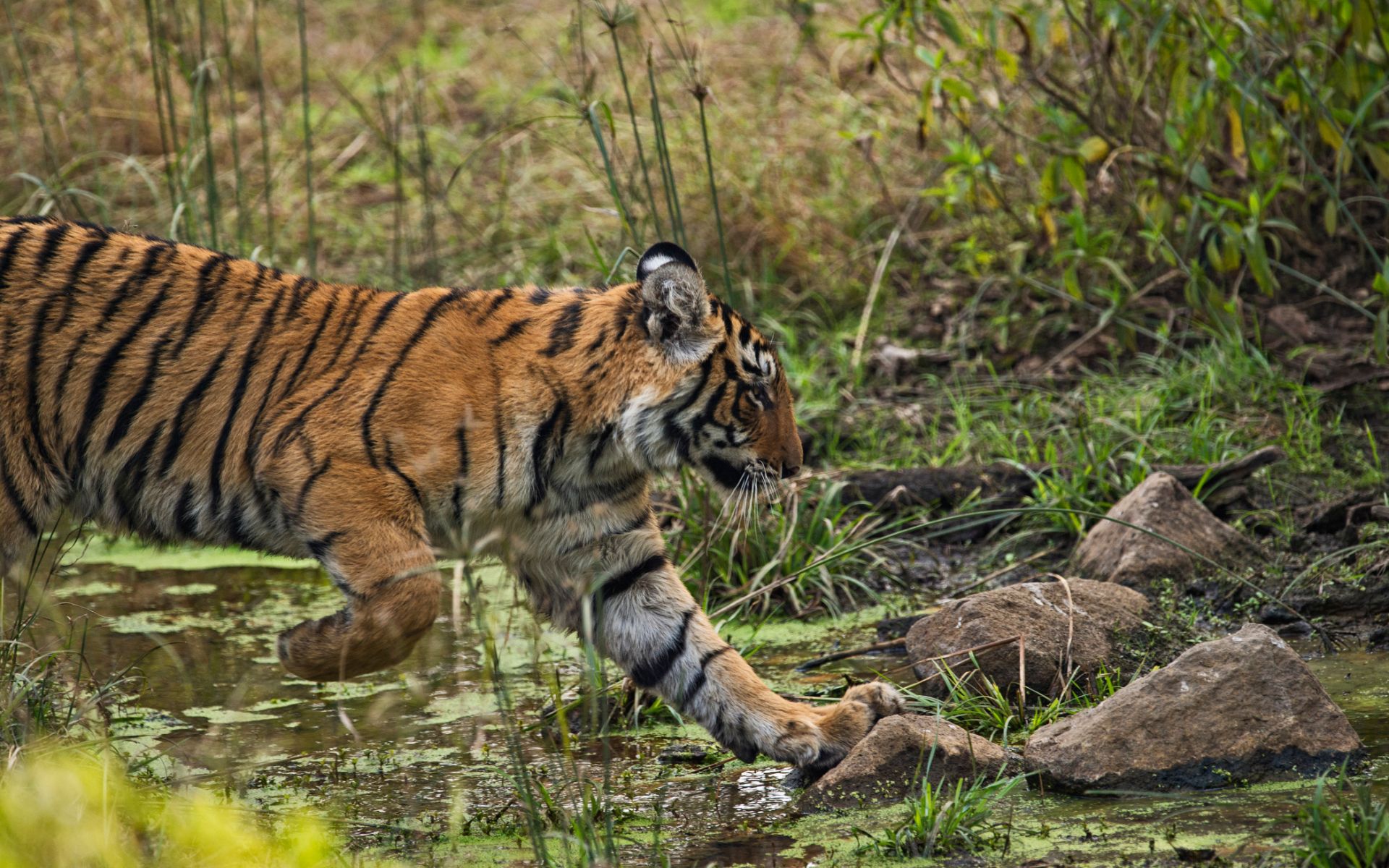 Intian luontomatka ja tiikeri safari