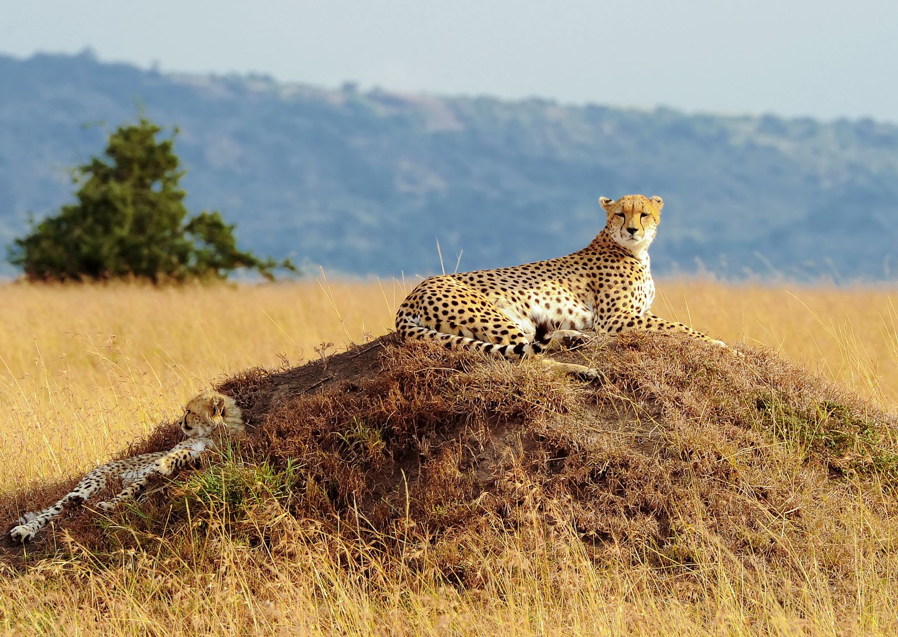 Kenia safari gepardi Masai Mara