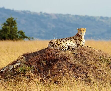 Kenia safari gepardi Masai Mara