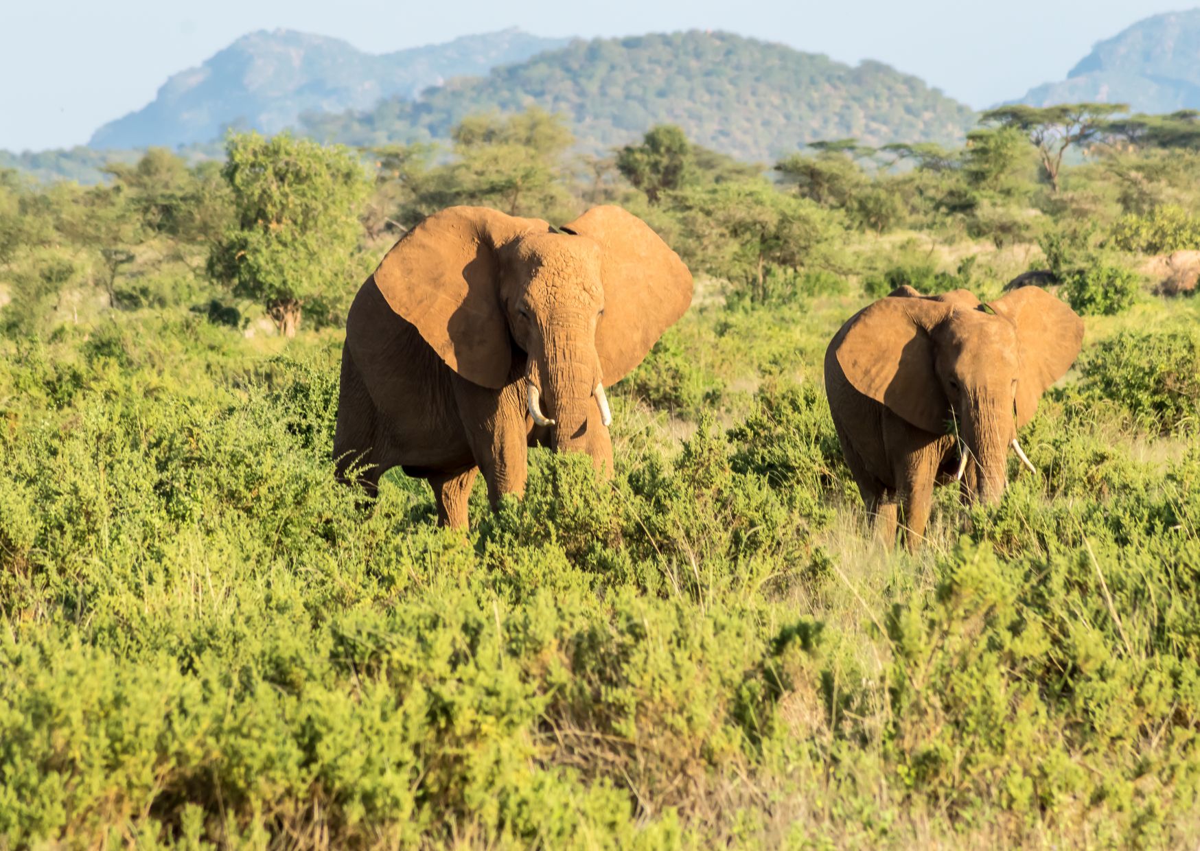 Kenia safari - norsut Samburu