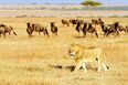 Kenia safari - leijona Masai Mara