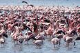 Kenia safari - flamingot, Nakurujärvi