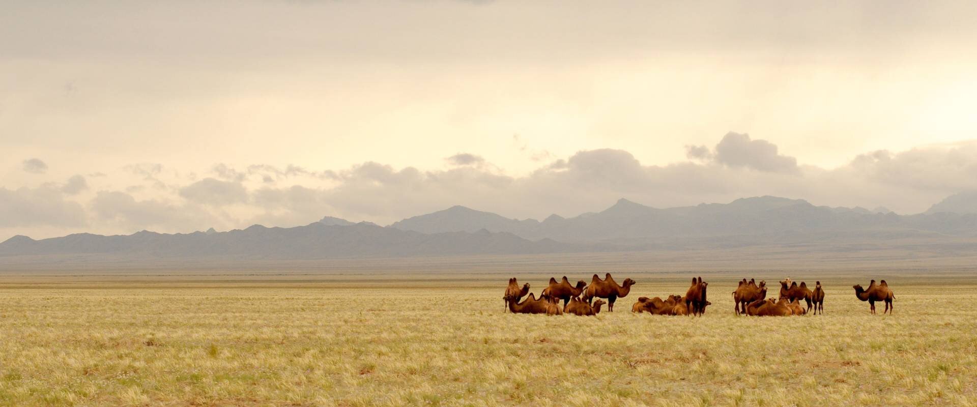Mongolian arot - 3vrk matkaohjelma