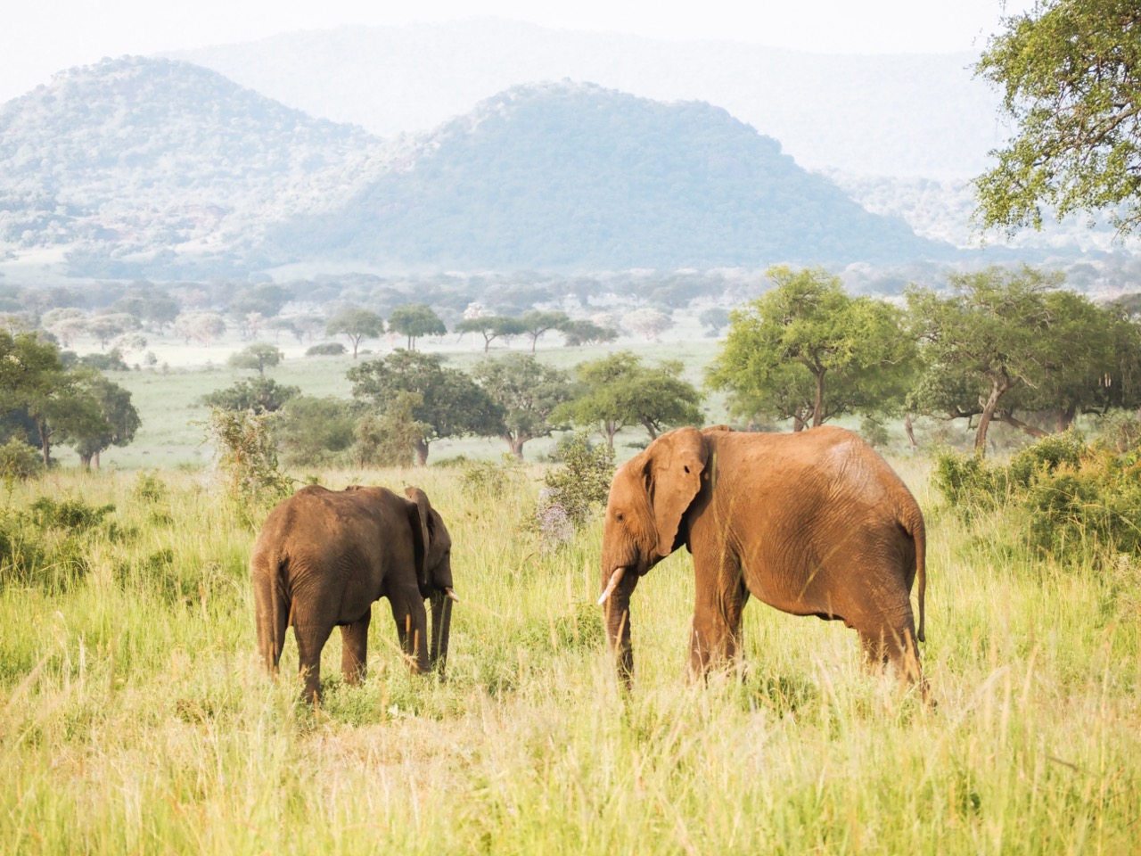 Räätälöity matka - Ugandan kiertomatka aktiivisille 