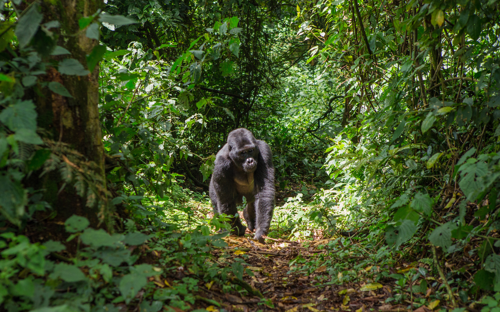 Uganda gorillat matka kiertomatka safari