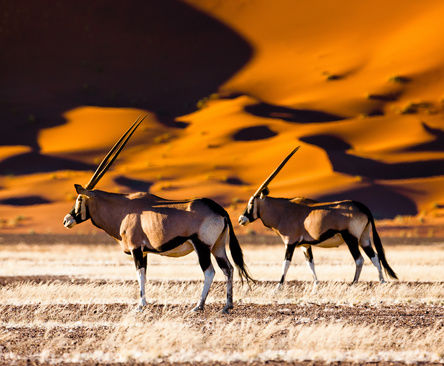 Namibia matkat matkailu luontomatka safari