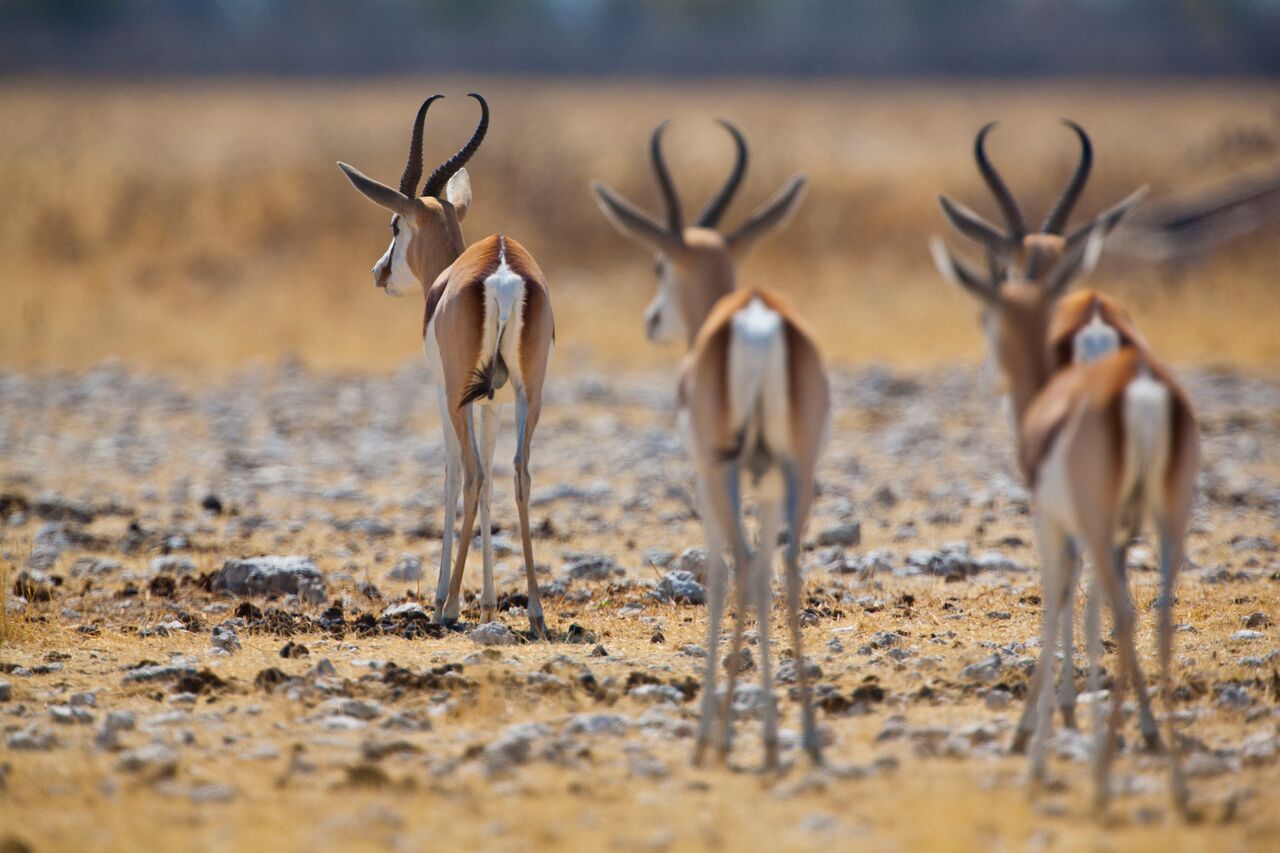 Namibia luontomatka