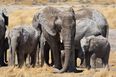Afrikka luontomatka elefantit