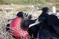 Galapagossaaret fregatti linnut