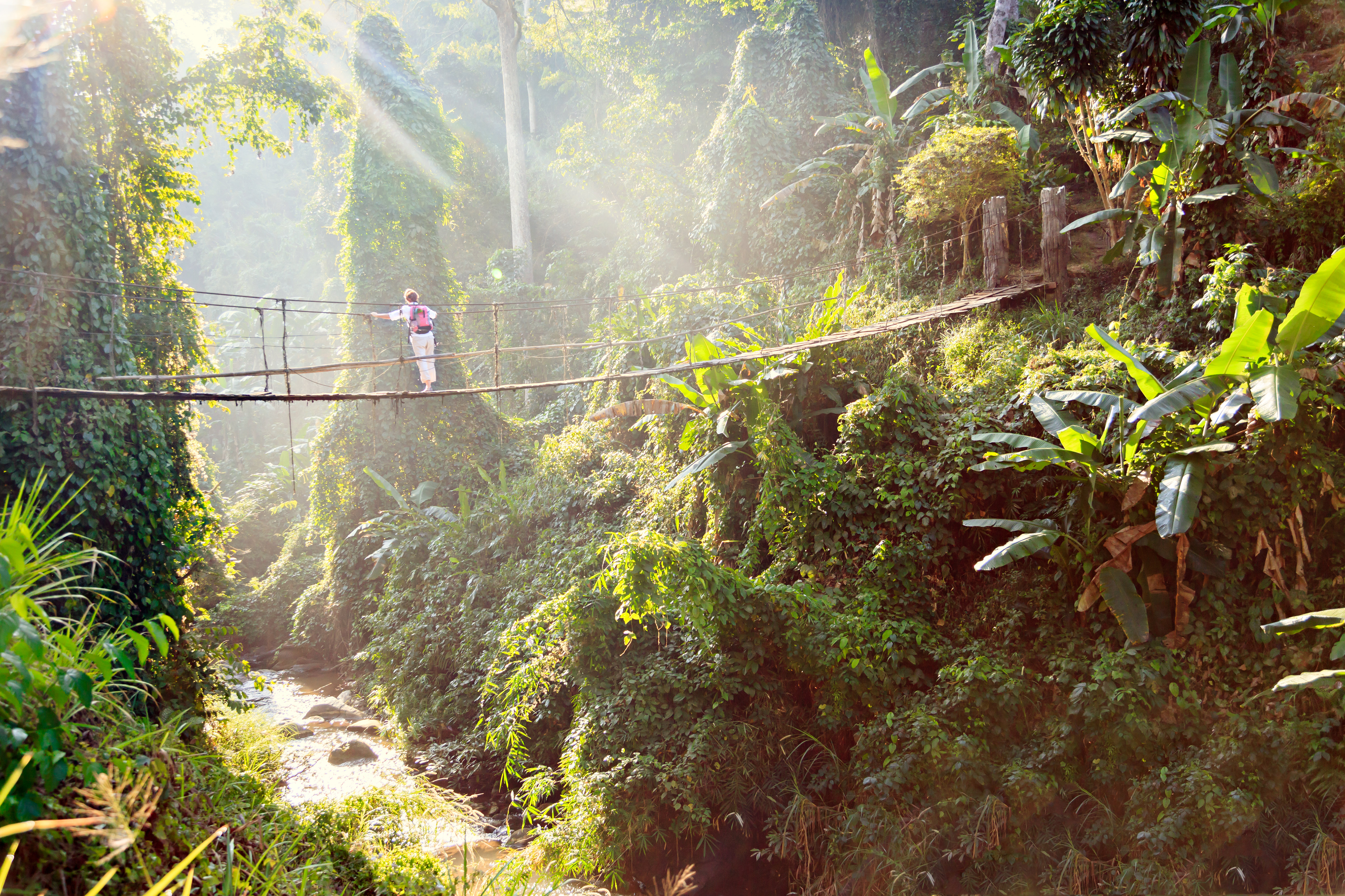Woman with backpack on suspension bridge in rainforest 509184494+5580x3720