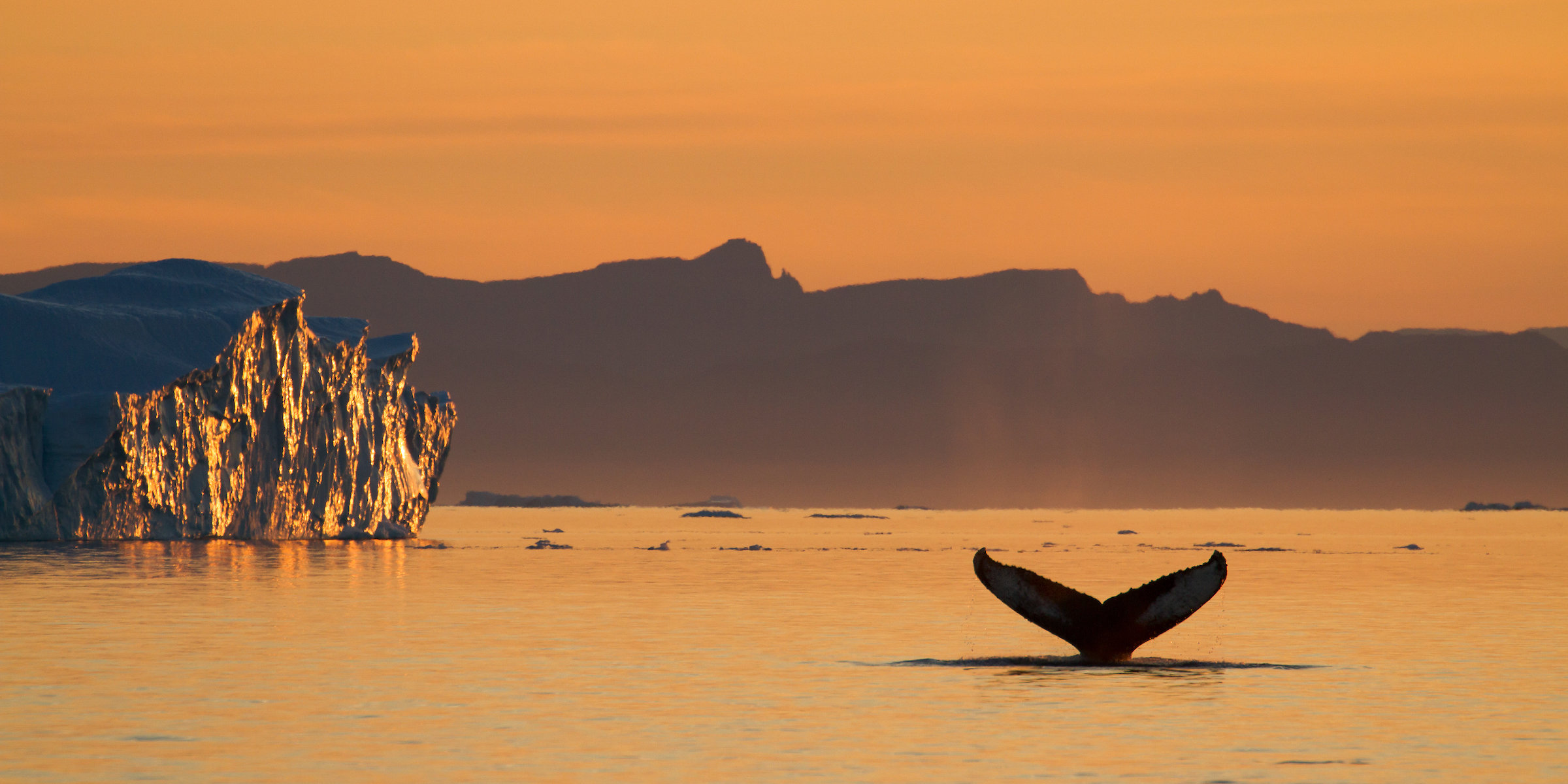 Humpback whale fin in sunset