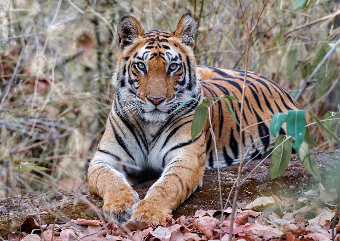Bandhavgarh