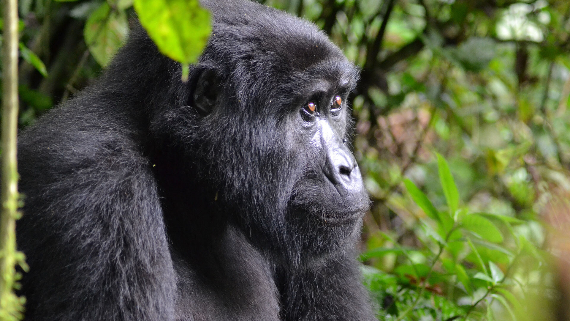 uganda gorillat matkat 2
