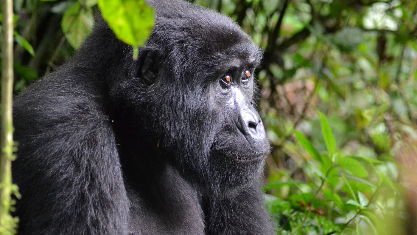 Uganda%20gorillat%20matkat%202