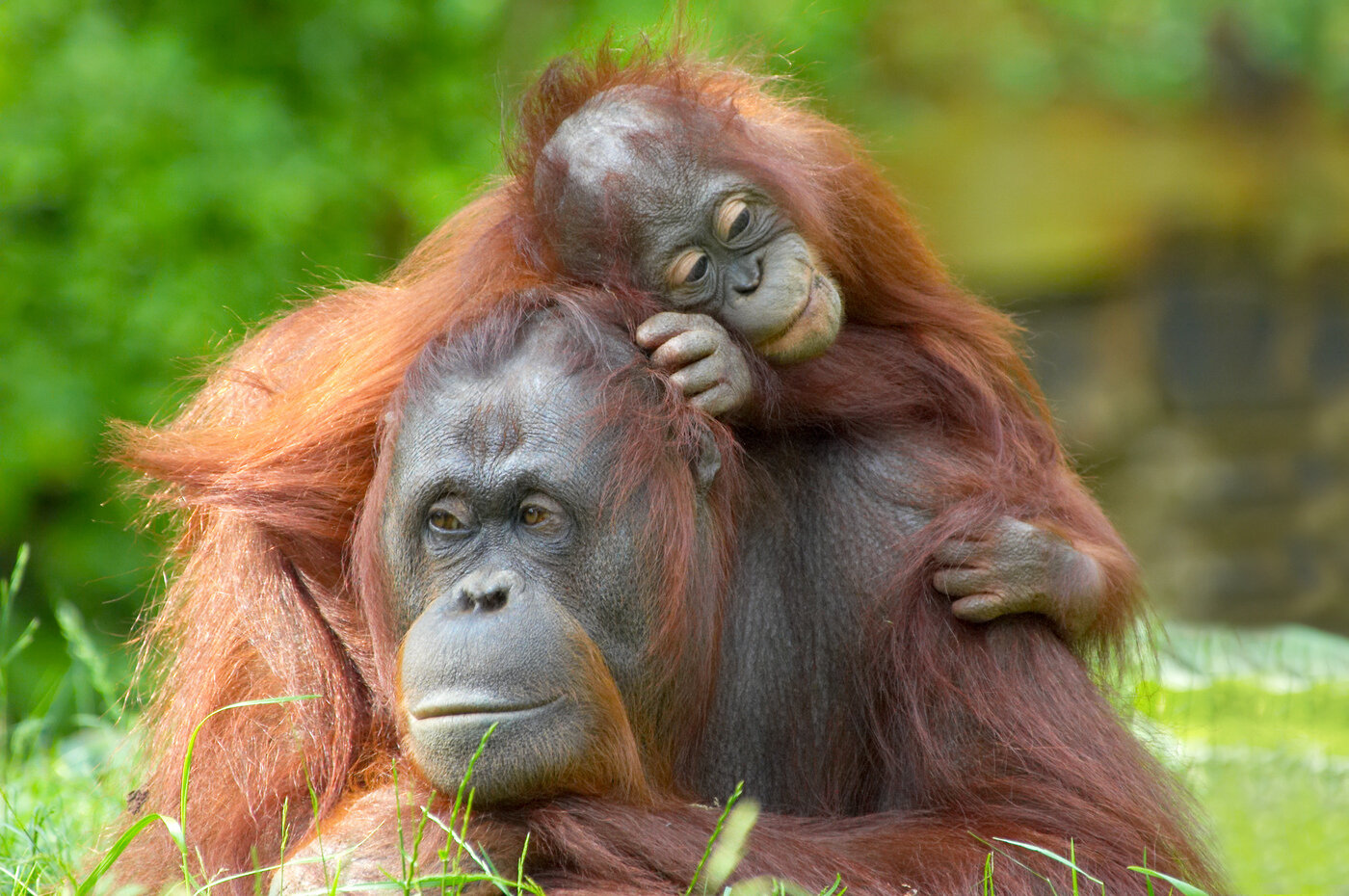 Borneo