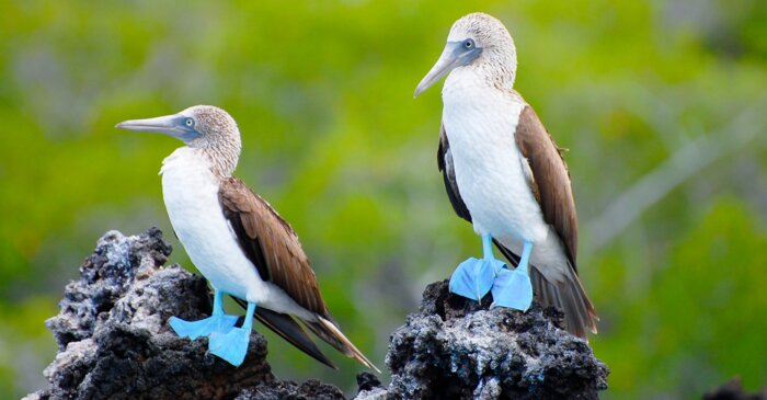 Galapagossaaret boobies