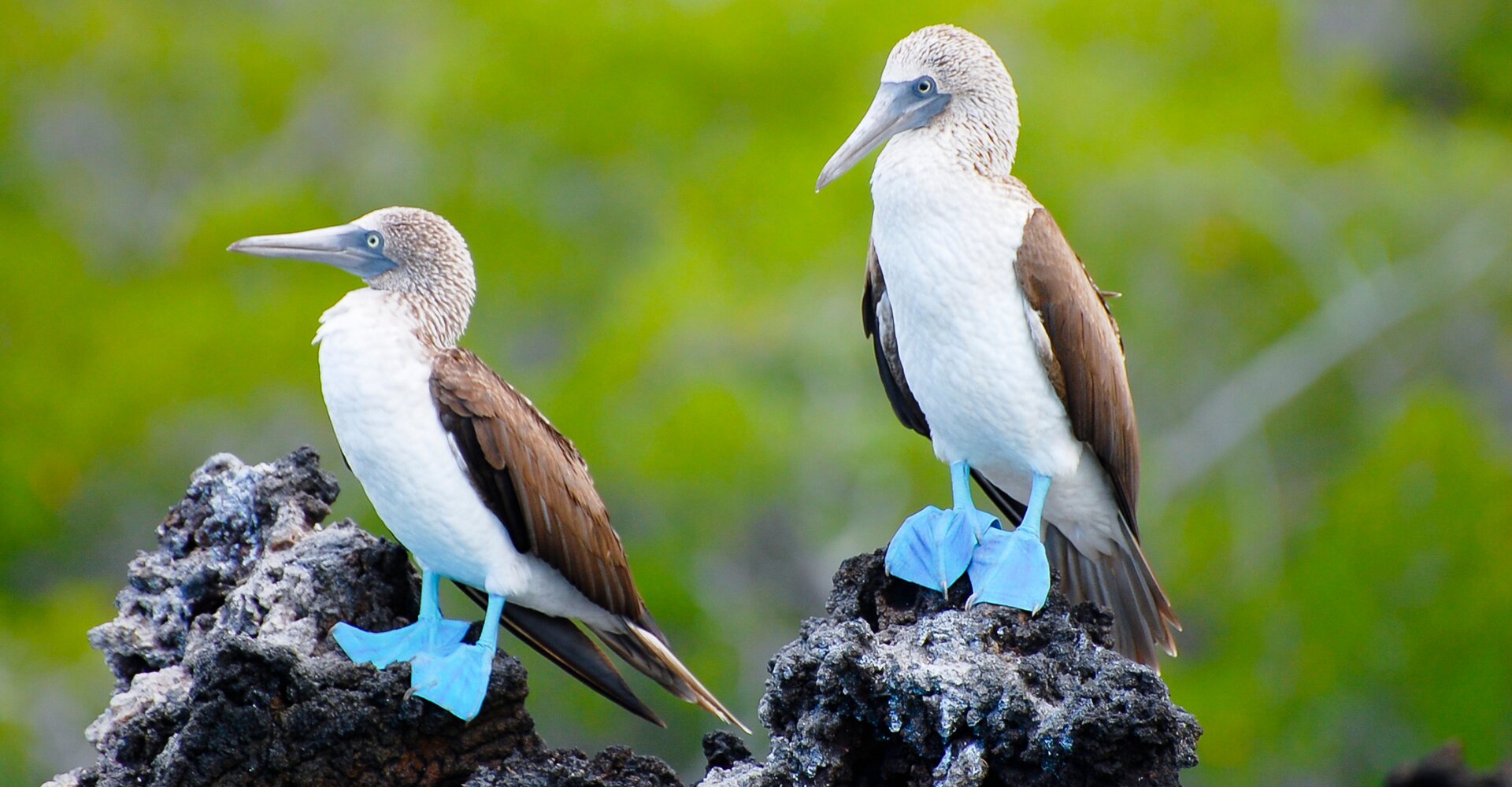 galapagossaaret-boobies